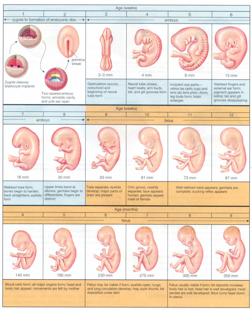 fetus