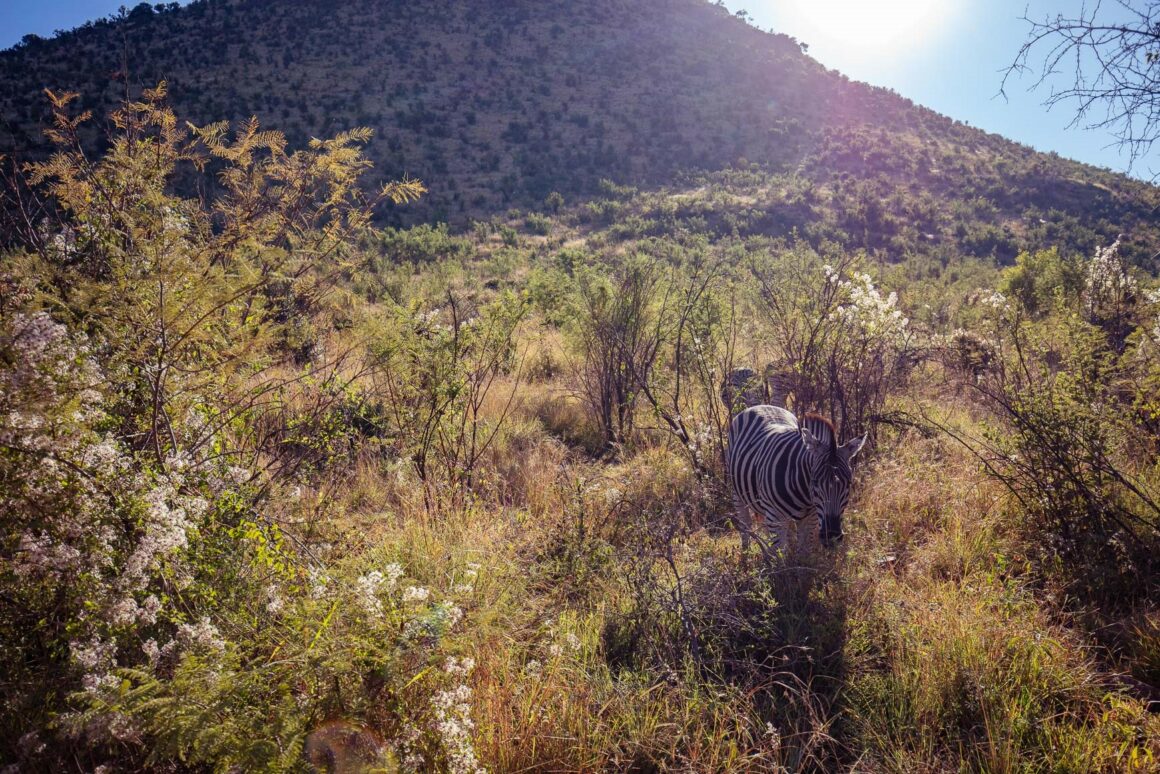 Sun City