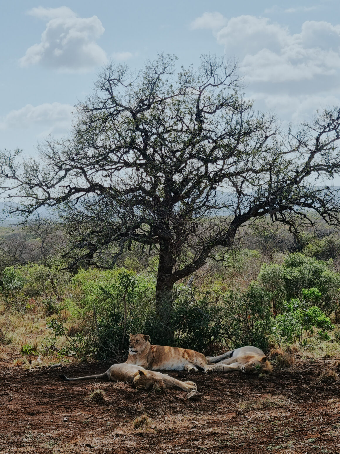 safari